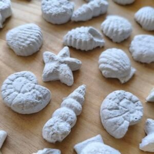 Seedbombs κοχύλια